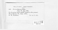 Microstoma floccosum image